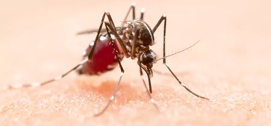 Indoor Mosquito Killer and Interior Control in Fairfax