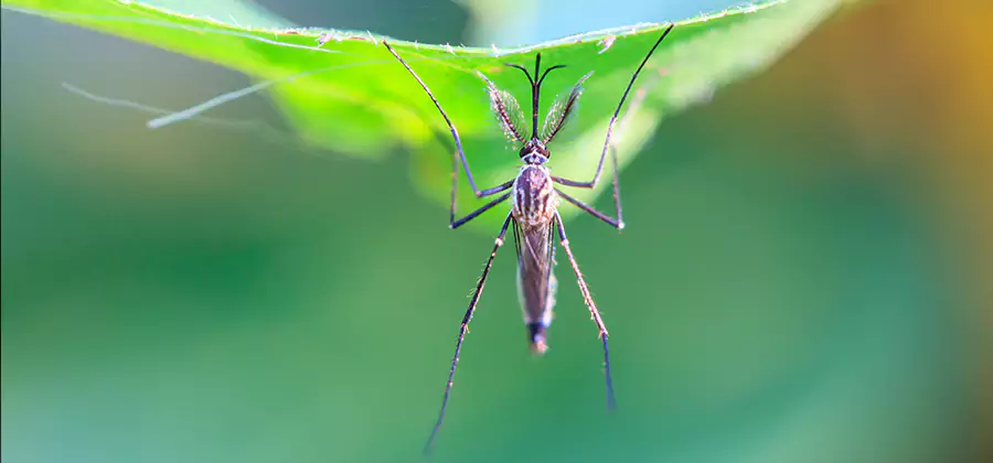 Home Defense Insect Killer in Fairfax