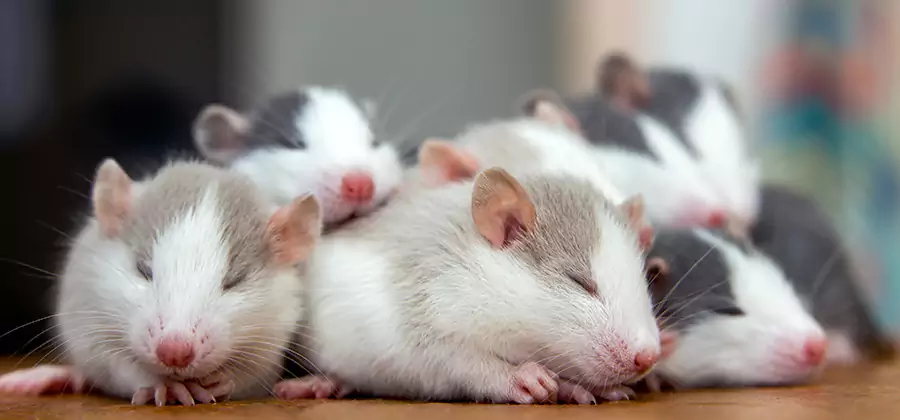 Fairfax Pet Safe Mice Control