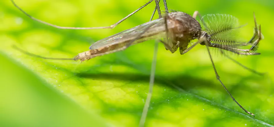 Herbal Mosquito Repellent Treatment in Fairfax