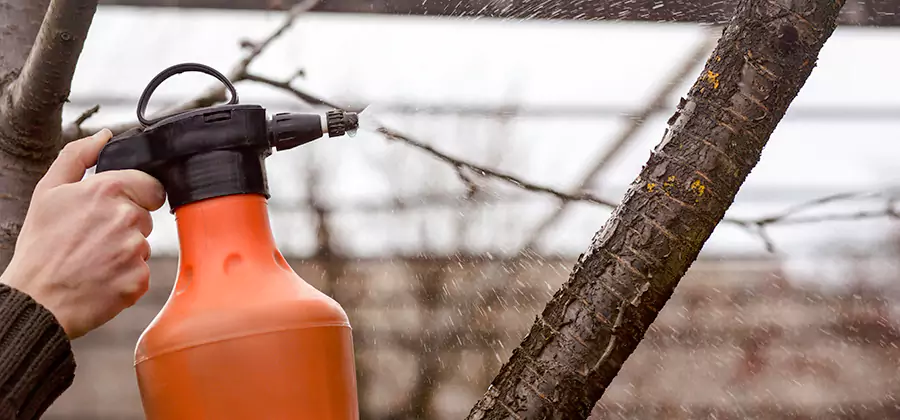Orange Oil Structural Cavity Treatment in Fairfax