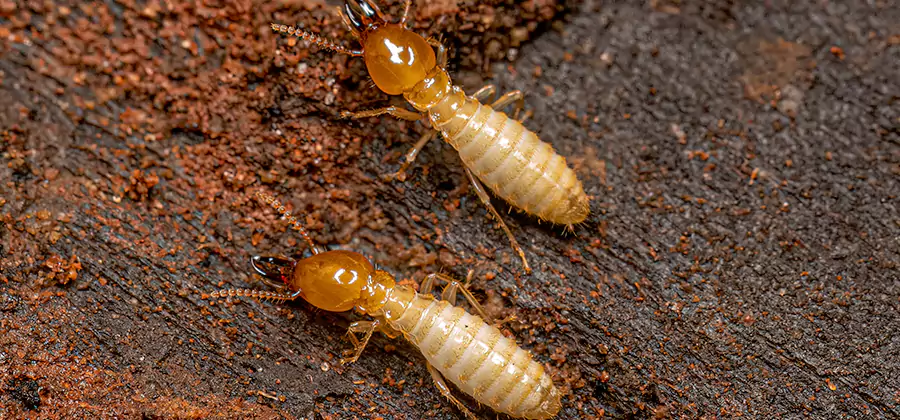 Natural Ant Hill Killer Treatment in Fairfax