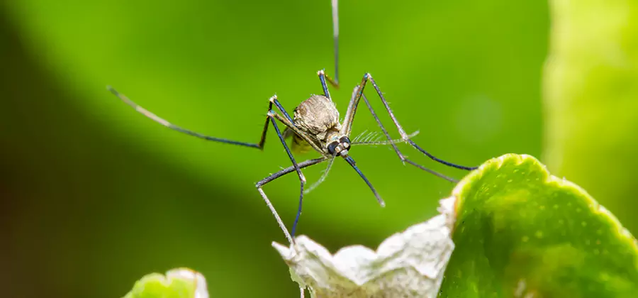 Natural Outdoor Mosquito Repellent in Fairfax