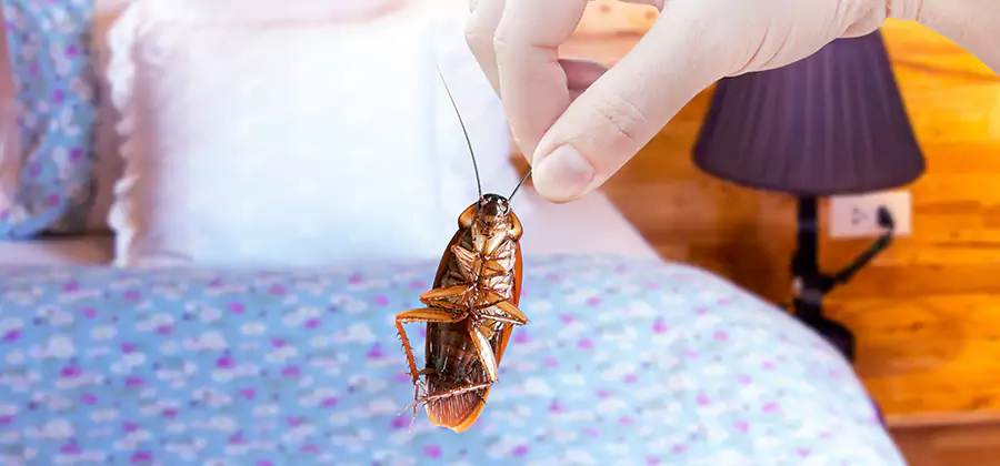 Bed Bug Inspection in Fairfax