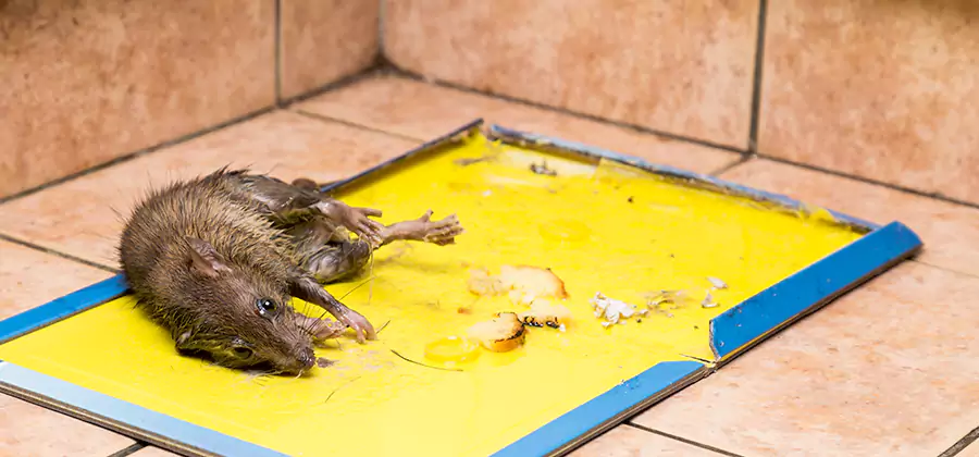 Rat Trapping Service In Fairfax