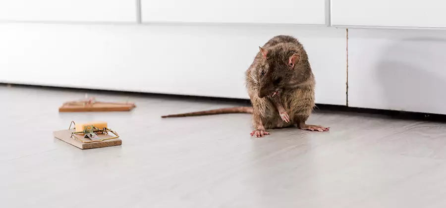 Rat Baiting Removal Service in Fairfax