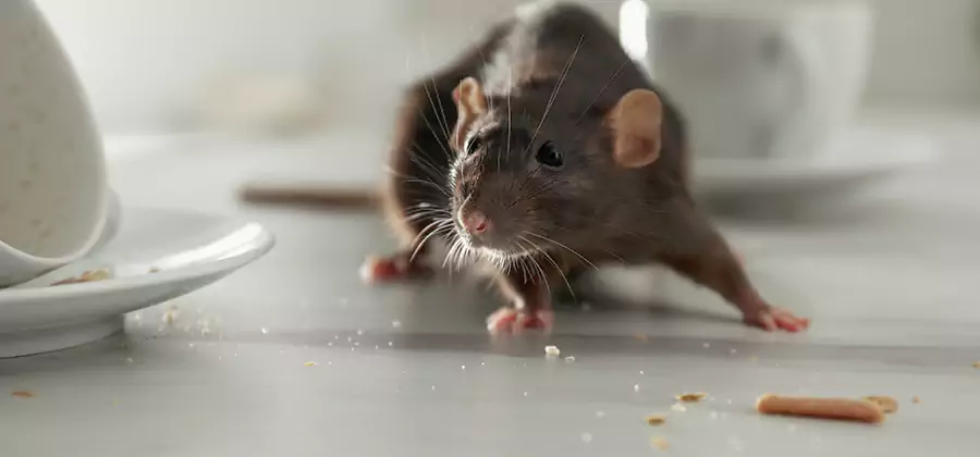 Attic Rat Exclusion Service in Fairfax