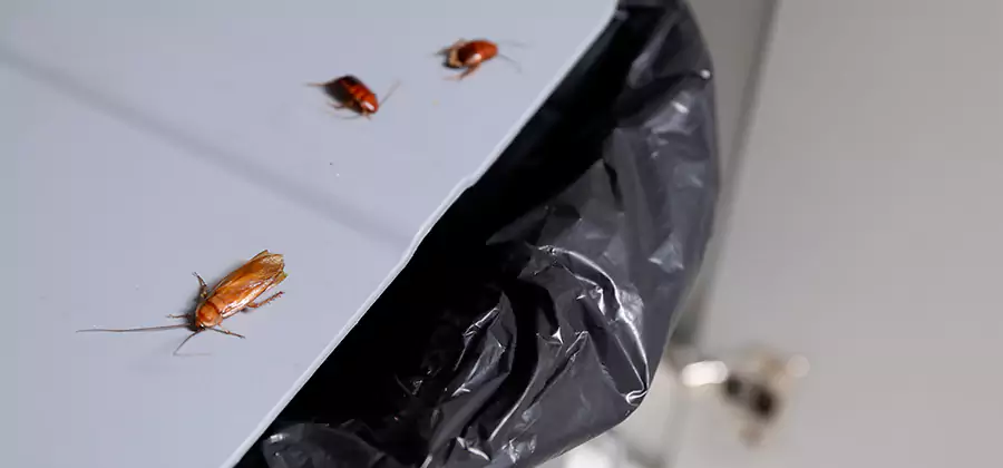 German Roach Pest Control in Fairfax