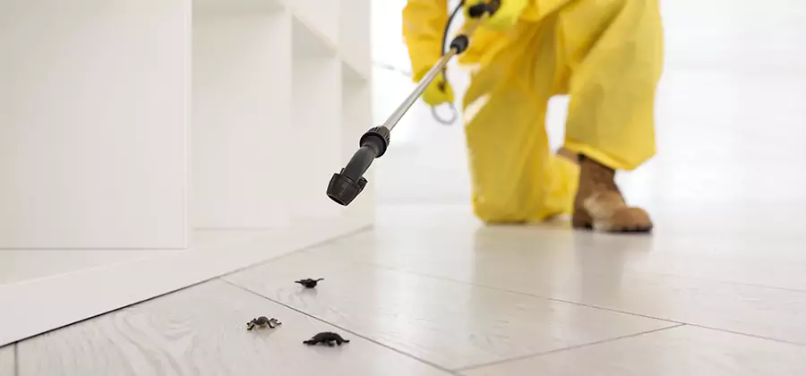 Roach and Bed Bug Exterminator in Fairfax