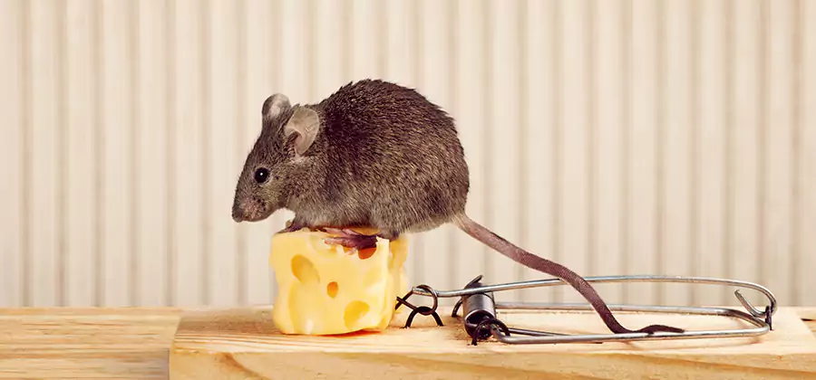 Commercial Rodent Exclusion Services in Fairfax