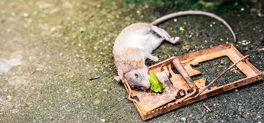 Rat Trapping in Fairfax