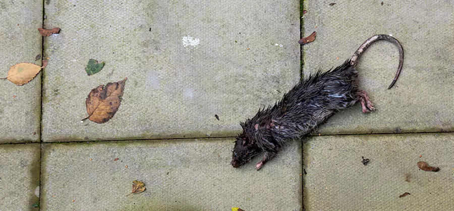 Rodent inspection service in Fairfax
