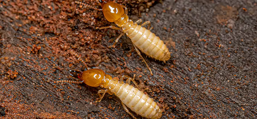 Sentricon Residential Termite Control in Fairfax