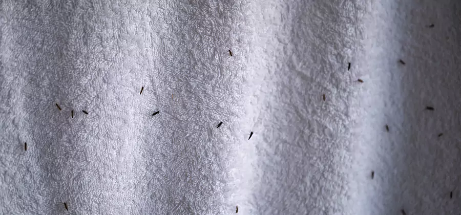 Small Black Ants in Bathroom Treatment in Fairfax