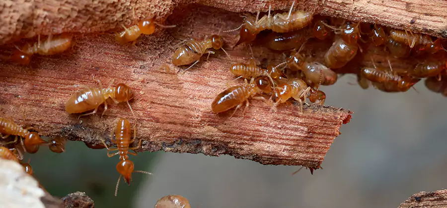 Perimeter Soil Termite Treatment in Fairfax