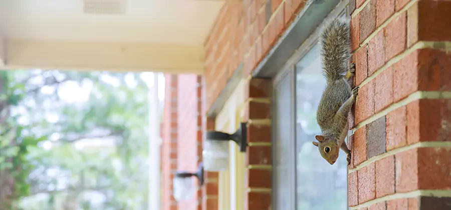 Squirrel Inside Walls Removal in Fairfax