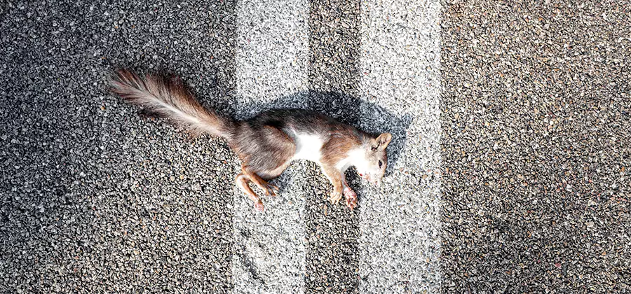 Dead Squirrel Removal in Fairfax