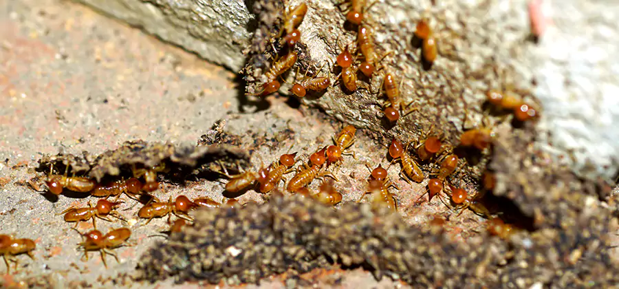Wood Treatment and Localized Termite Solutions in Fairfax