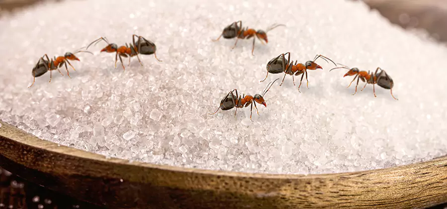 Indoor Sugar Ant Treatment in Fairfax