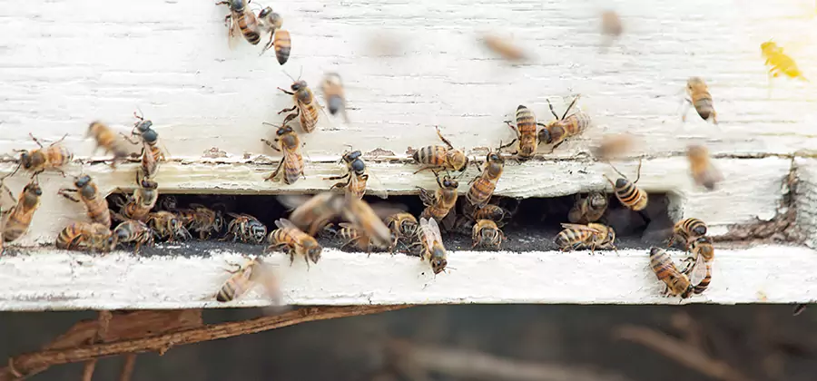 Residential Termite Fumigation in Fairfax