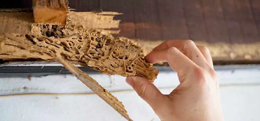 Pre-Purchase Termite Inspection in Fairfax
