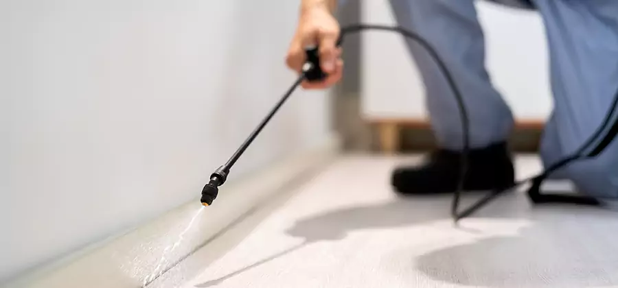 Direct Termite Injection Treatment in Fairfax