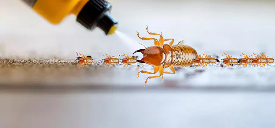 Foundation Termite Spraying Control in Fairfax