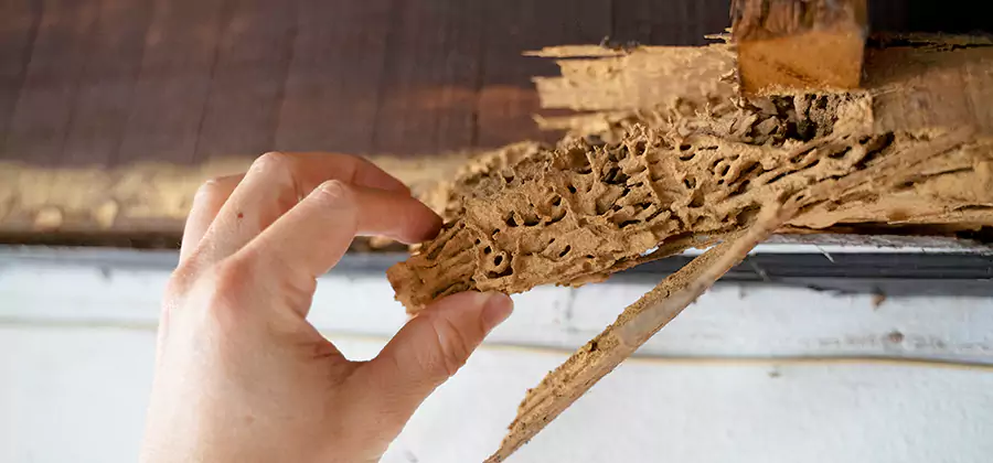 Pre-Construction Termite Treatment in Fairfax
