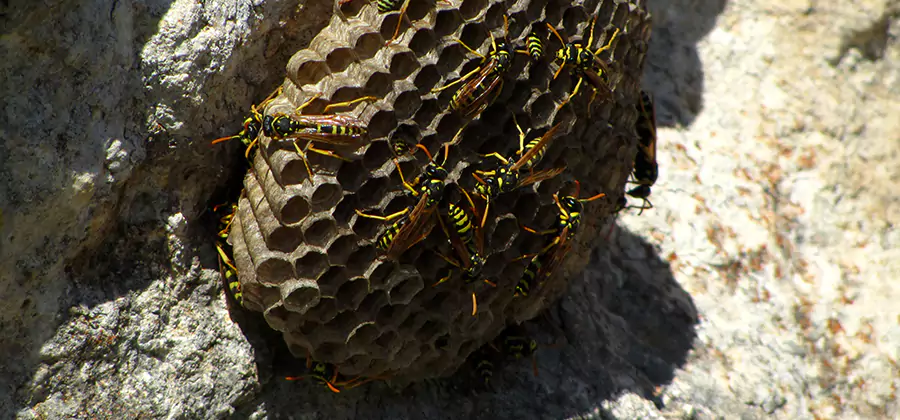 Wasp Nest in Tree Removal Fairfax