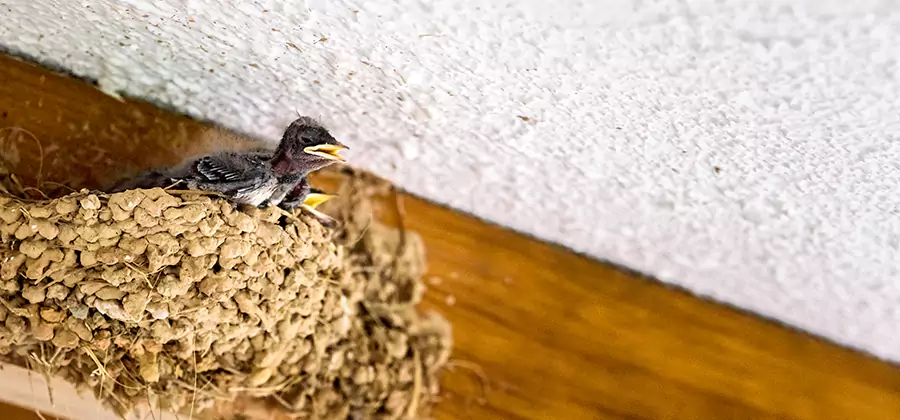 Bird Removal From House in Fairfax