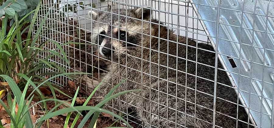 Wildlife Relocation Services in Fairfax