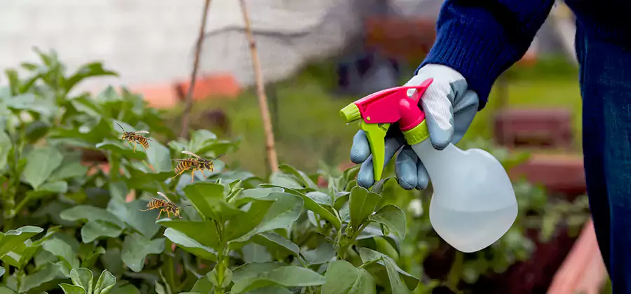 Yellow Jacket Pest Removal for Commercial Properties in Fairfax