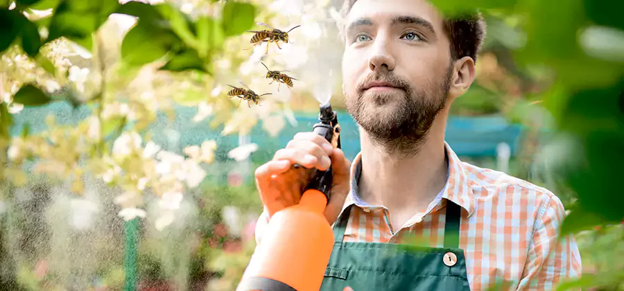 Yellow Jacket Wasp Removal in Fairfax