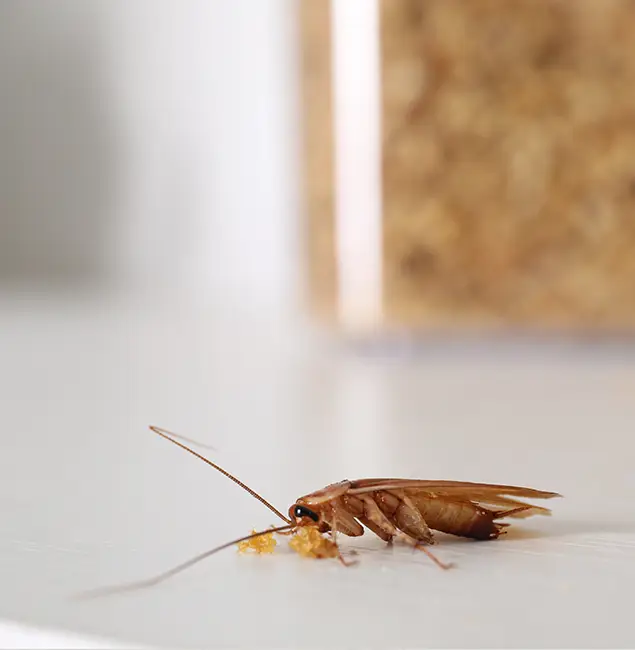 Why Fairfax Pest Control Pros Stands Out in Fairfax, VA?