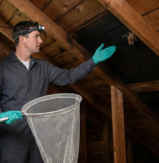 Why Fairfax Pest Control Pros Is the Right Choice in Fairfax, VA?