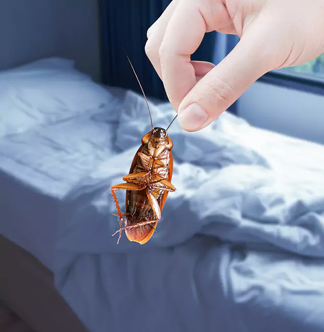 Why Choose Fairfax Pest Control Pros for Bed Bug Extermination in Fairfax, VA?