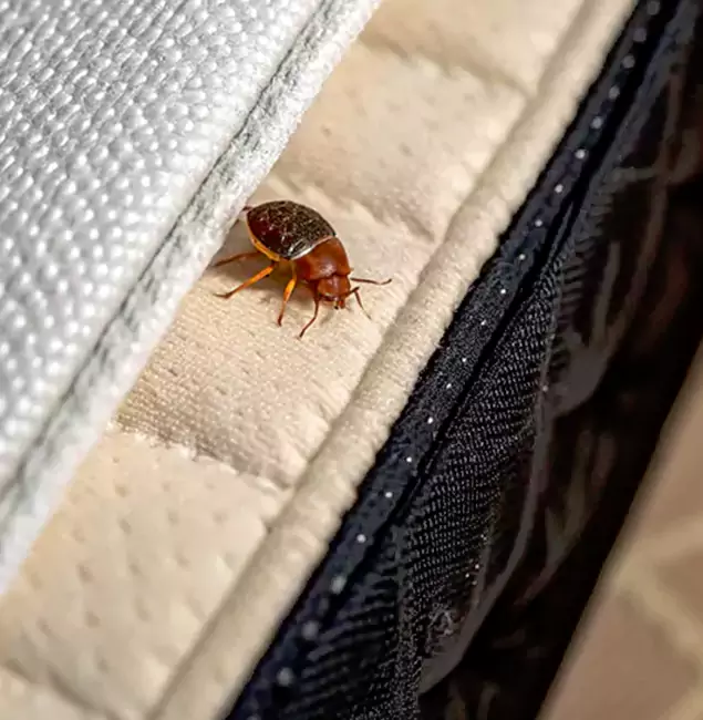 Why Choose Fairfax Pest Control Pros for Bed Bug Treatment at Home in Fairfax, VA?