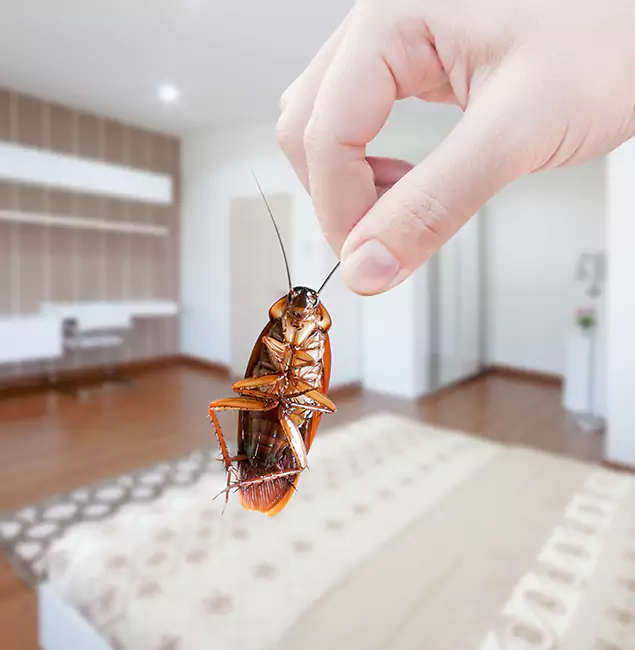 Why Fairfax Pest Control Pros Stand Out For Bed Bug Inspection in Fairfax, VA?