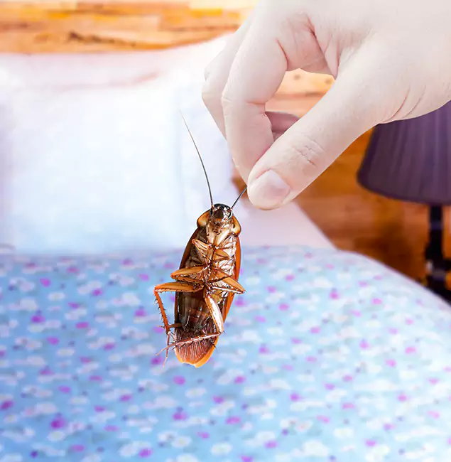 Why Choose Fairfax Pest Control Pros for Bed Bug Treatment in Fairfax, VA?
