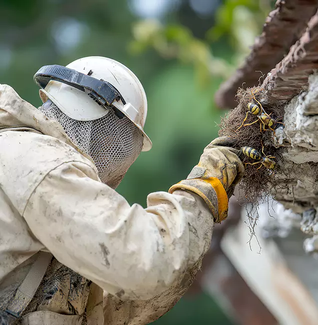 Why Fairfax Property Owners Choose Fairfax Pest Control Pros for Bee Exterminator?