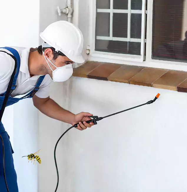 Why Fairfax Property Owners Choose Fairfax Pest Control Pros for Bee Nest Removal?