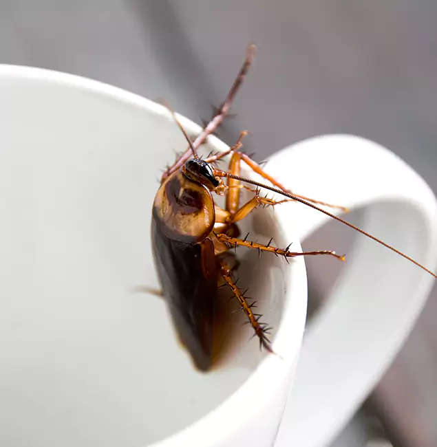 Why Fairfax, VA Residents Trust Fairfax Pest Control Pros for Cockroach Fumigation?