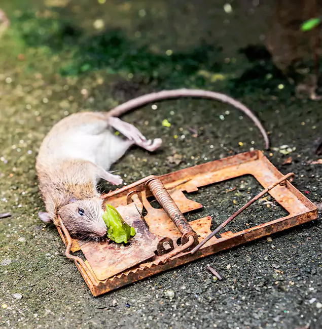 Why Fairfax, VA Homeowners Trust Fairfax Pest Control Pros for Rodent Removal?