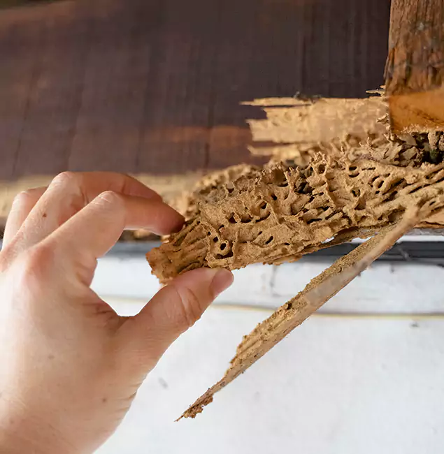 Why Choose Fairfax Pest Control Pros in Fairfax, VA?