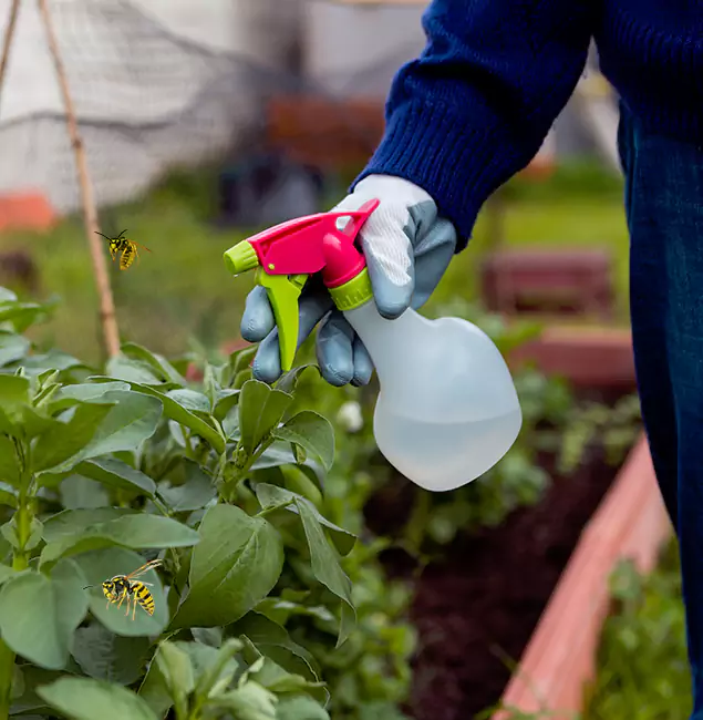Why Fairfax Homeowners Choose Fairfax Pest Control Pros for Honey Bee Removal?