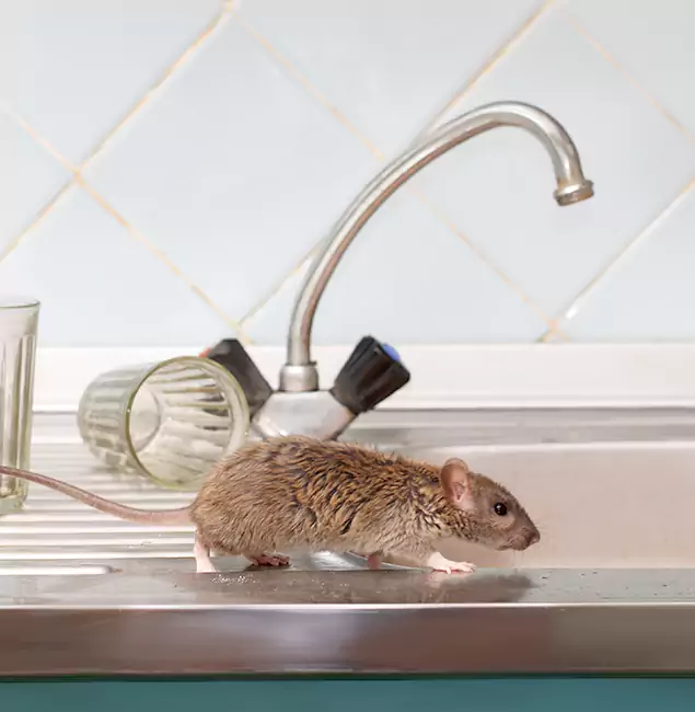 Why Fairfax, VA Trusts Fairfax Pest Control Pros for Humane Rodent Control?