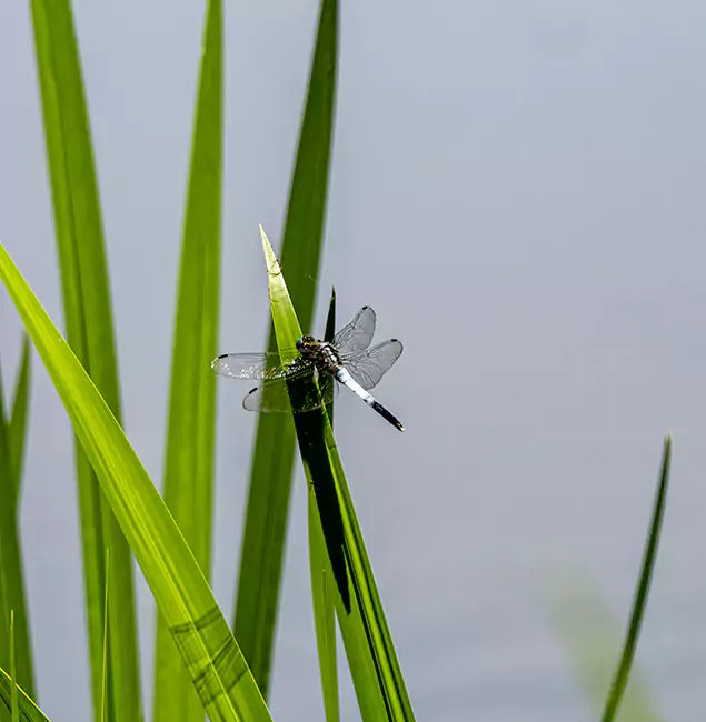 Why Fairfax Families Trust Fairfax Pest Control Pros for Mosquito Prevention?