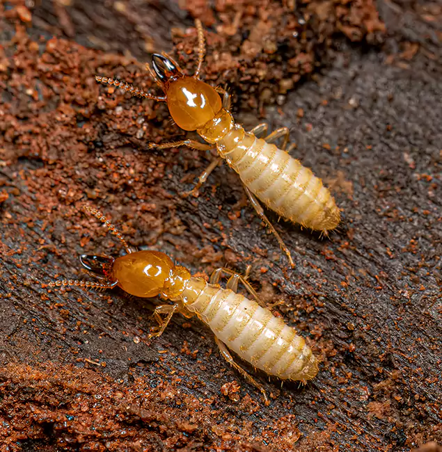 Why Choose Fairfax Pest Control Pros for Termite Treatment Without Tenting in Fairfax, VA?