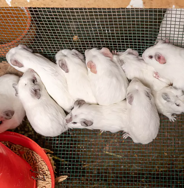 Why Choose Fairfax Pest Control Pros for Rat Infestation in Fairfax, VA?