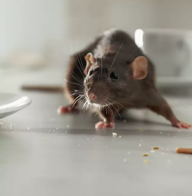 Why Fairfax, VA Trusts Fairfax Pest Control Pros for Rodent Prevention?